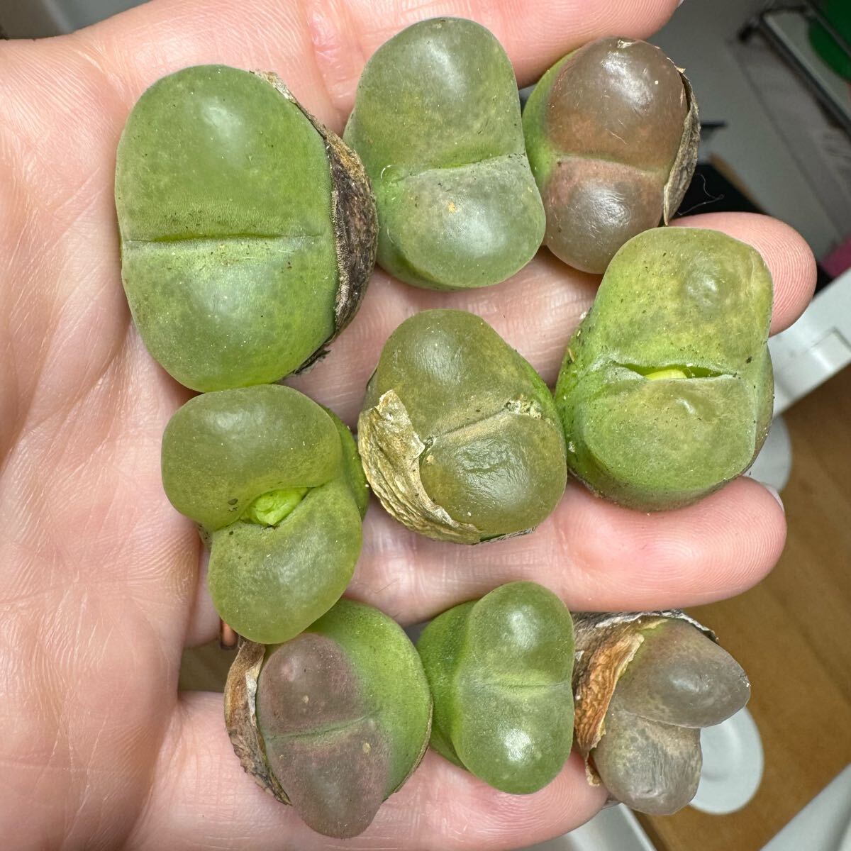 Z-2 多肉植物 コノフィツム 巨大マウガニーカラフルセット 立派 花が咲きそう拍卖