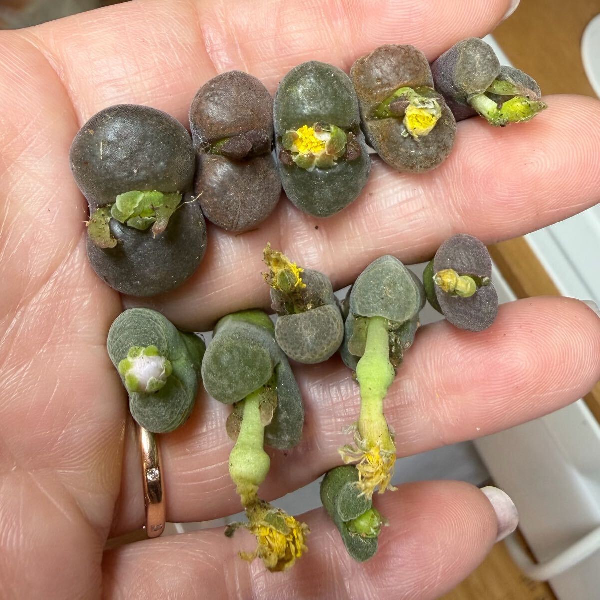 14-3 多肉植物 コノフィツム 風鈴玉 花咲くセット 希少拍卖