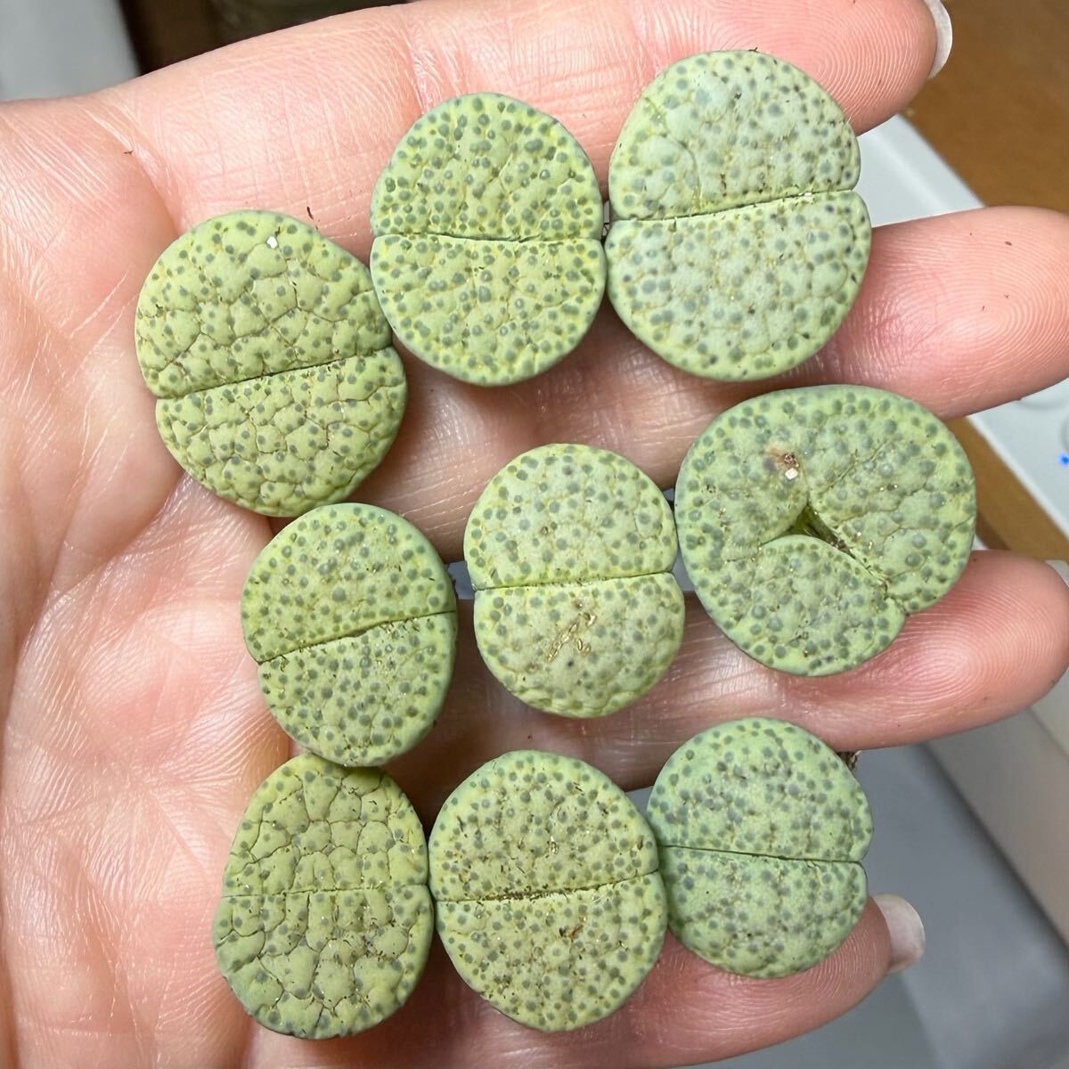 15-2 レア 多肉植物 リトープス 緑微紋玉 三面モンスター入り 大き苗拍卖