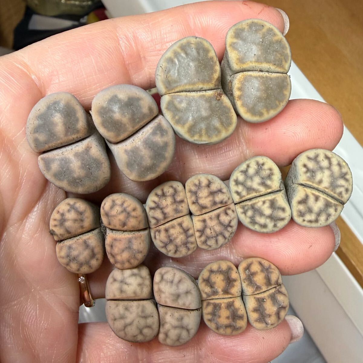 Z2-1レア 新商品 多肉植物 リトープス 龍王琥珀玉 セット 素敵柄 双頭 立派拍卖