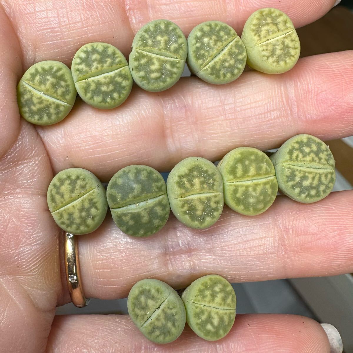 5-3レア 新品種 多肉植物 リトープス 緑朱玉 セット拍卖