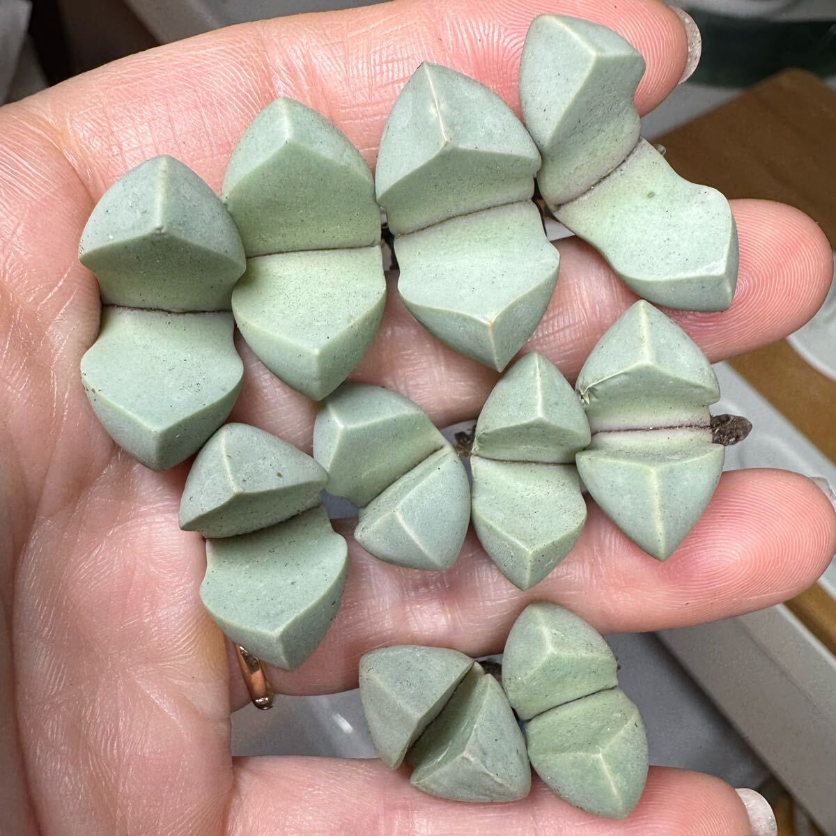 上⑨ 多肉植物 リトープス 魔玉 巨大苗 希少セット拍卖