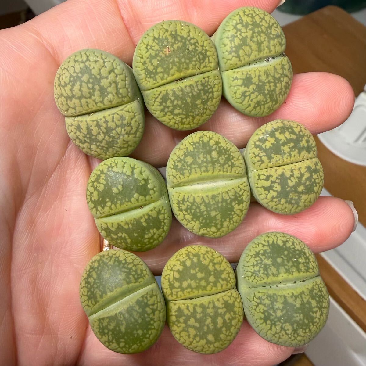 上 希少 新入荷 多肉植物 リトープス 黄日輪玉セット立派 大玉 初心者オススメ拍卖