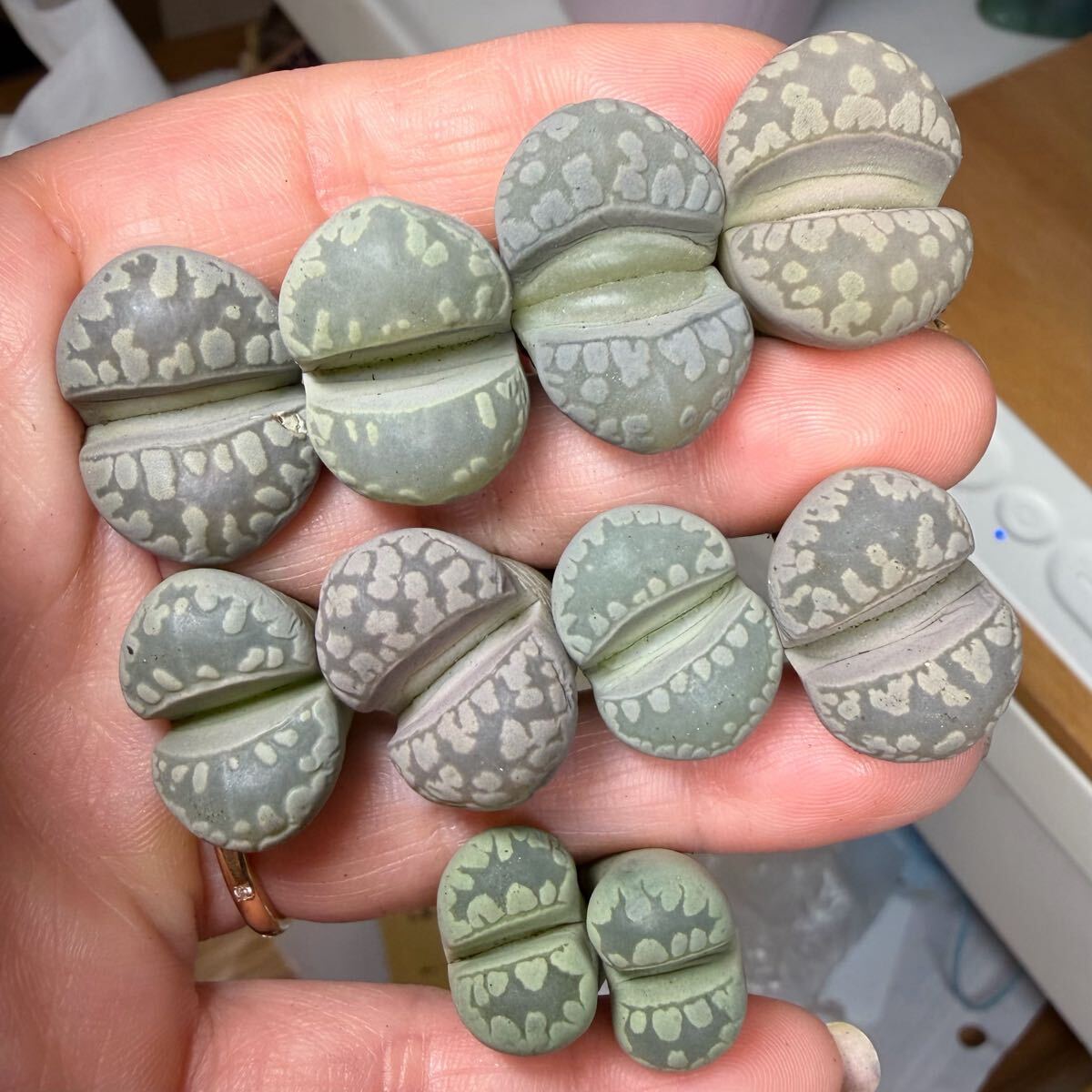 上 レア 多肉植物 リトープス A350大津絵玉 カラフルセット 大苗立派 数たくさん 在庫最後かな拍卖