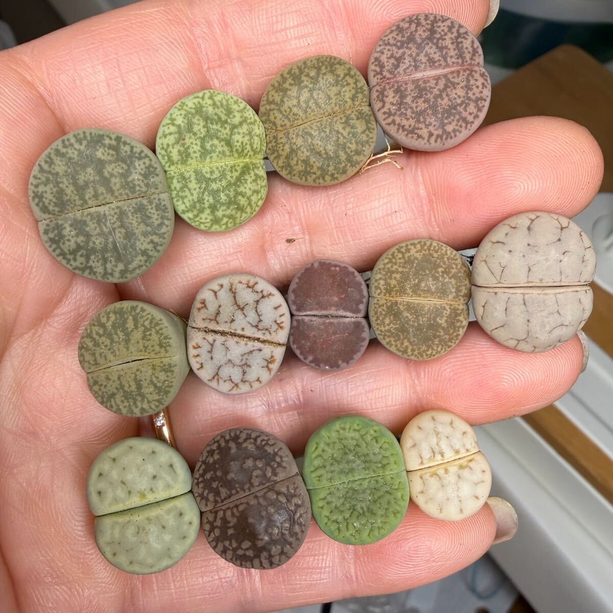 上 多肉植物 リトープス 大苗 カラフル 希少苗たくさん拍卖