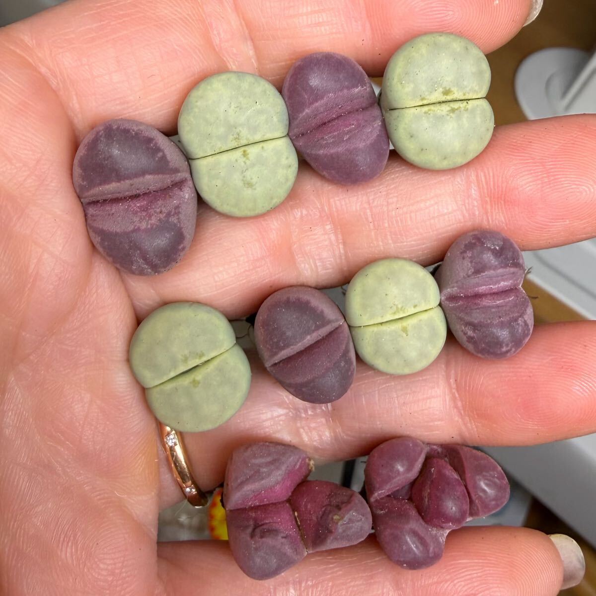 D-3 多肉植物 リトープス 紅大内玉とクリーム寿麗玉セット モンスターいり中玉 希少 レア苗 拍卖