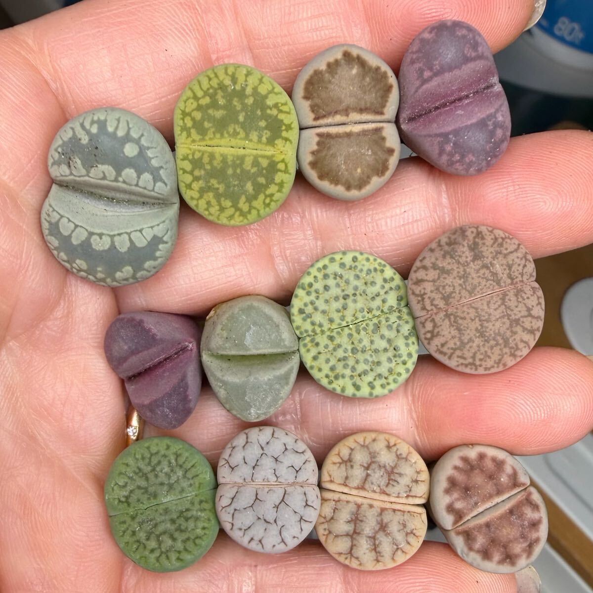 上 レア 多肉植物 リトープス カラフルセット 大苗 初心者オススメ拍卖