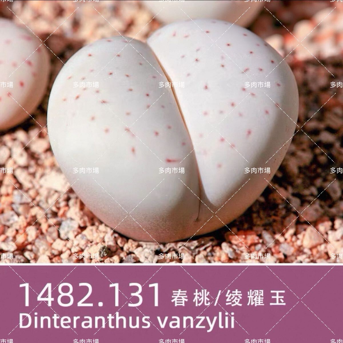 レア 希少 多肉植物 リトープス 綾耀玉 種子50粒  多肉植物拍卖