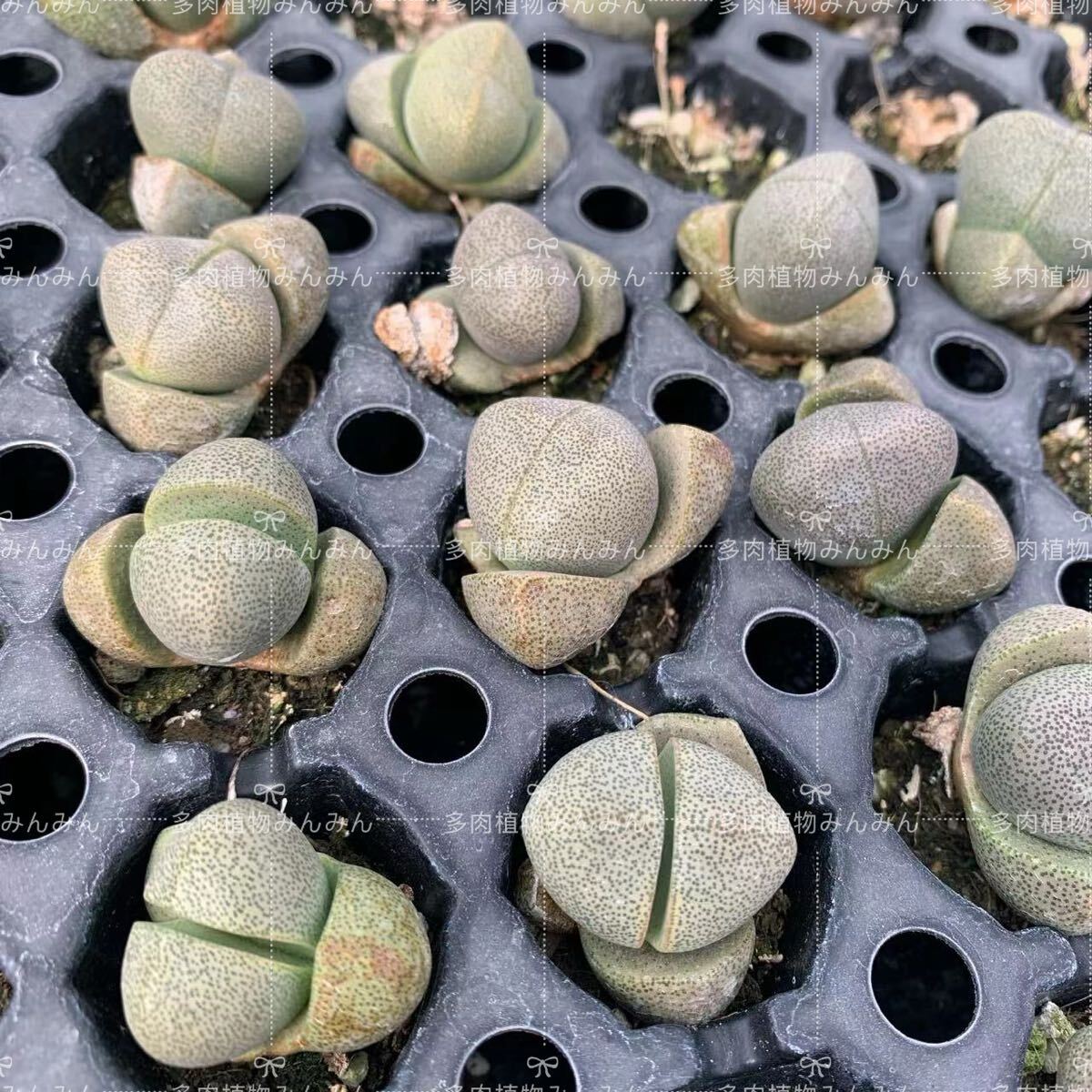 希少 レア 多肉植物 リトープス 希少 種子 緑帝玉 /20粒拍卖