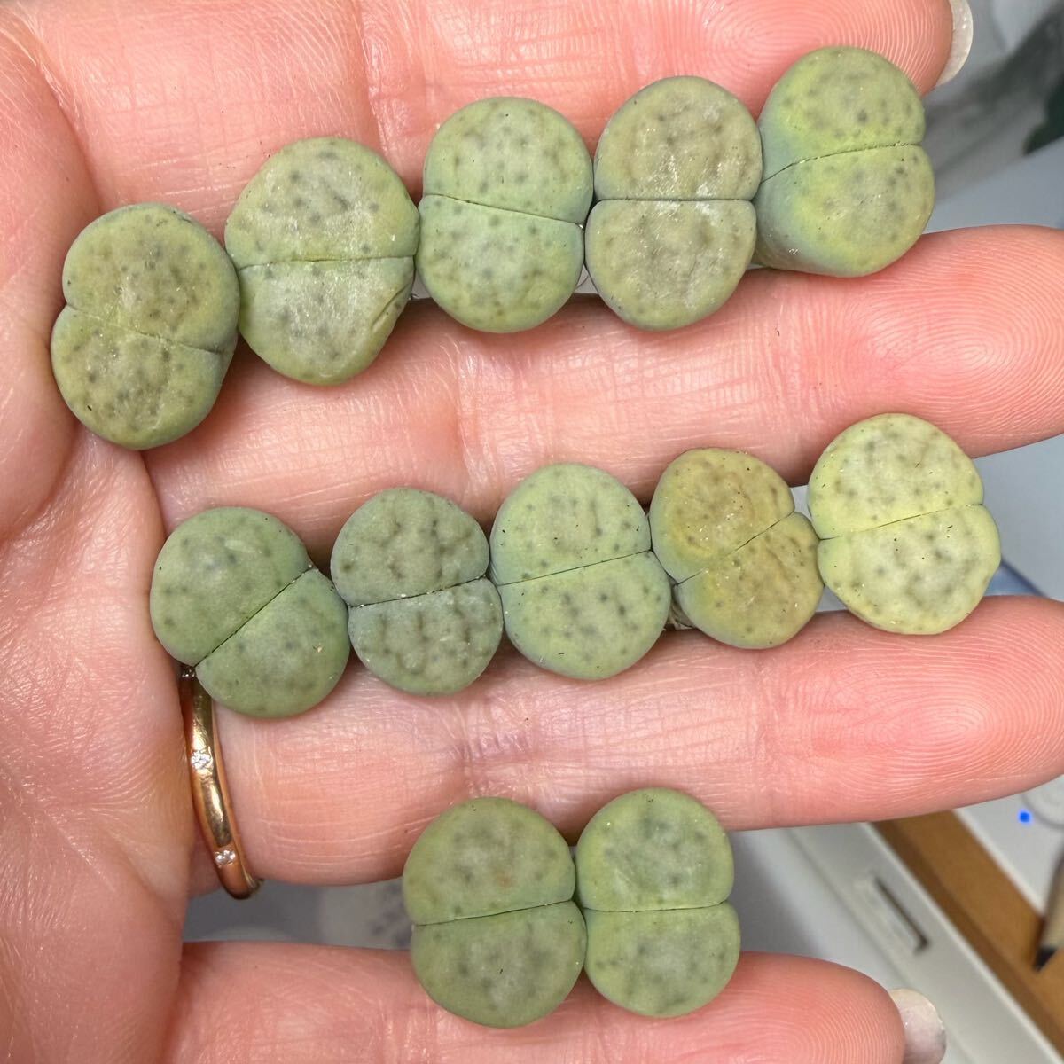 18-3希少苗 多肉植物 リトープス 緑招福玉 セット 中玉 新入荷 在庫僅か拍卖