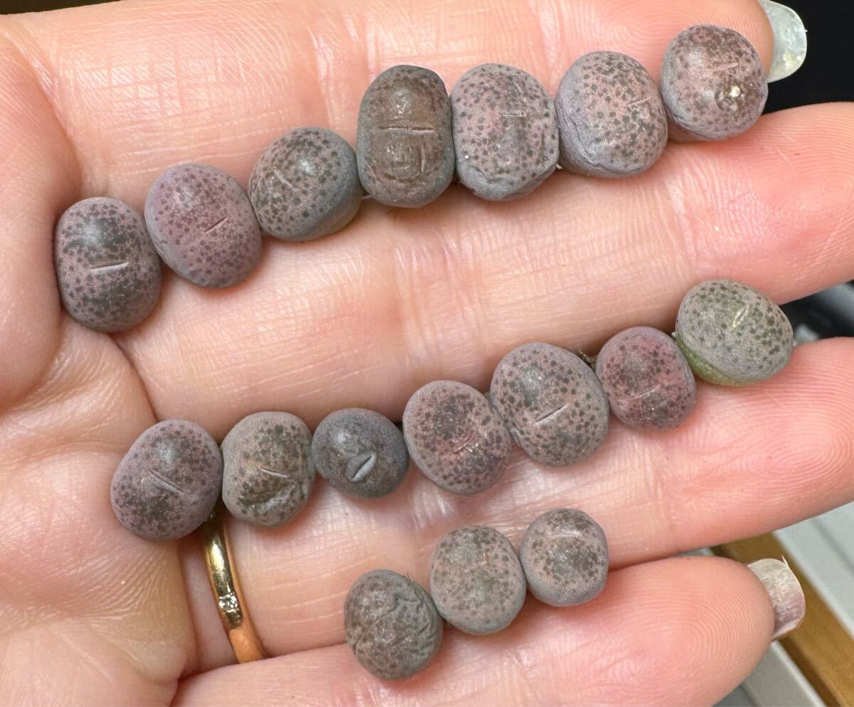 18-2メセン 多肉植物 希少 リトープス ピンク碧琉璃玉 ミニセット拍卖