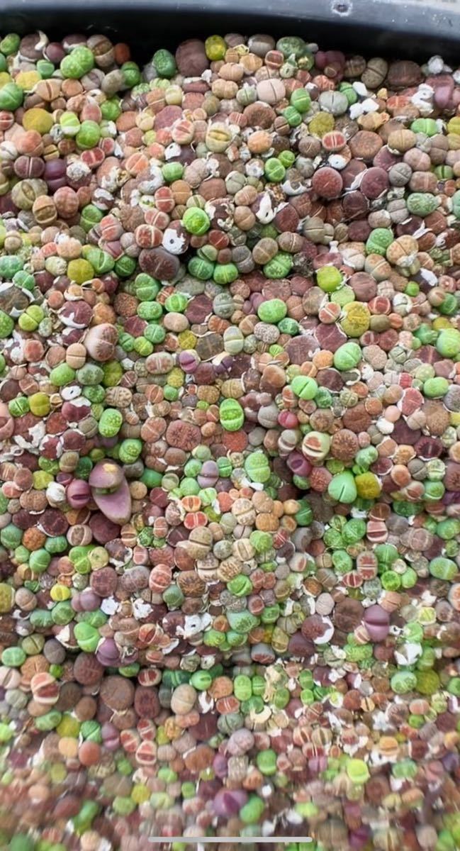 多肉植物 リトープス カラフルセット  50苗 ミニ小苗 ネコポス拍卖