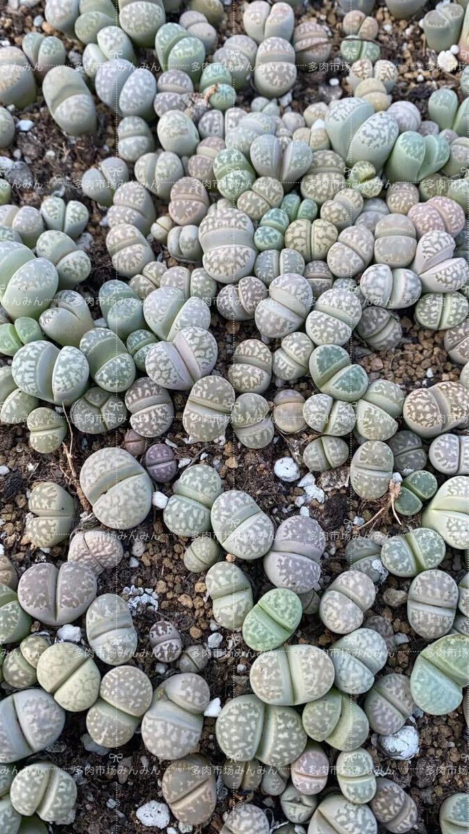 多肉植物 リトープス 蛇紋玉 ランダム 10苗 小苗 抜き苗拍卖