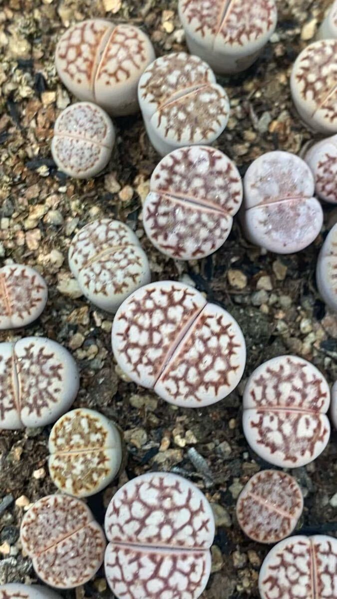 希少苗 多肉植物 リトープス C64紅花紋玉 ランダム10 抜き苗拍卖