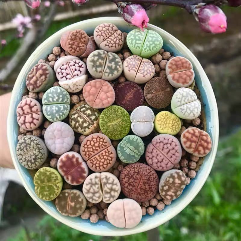 多肉植物 リトープス メセン 希少苗 当店☆人気商品。拍卖