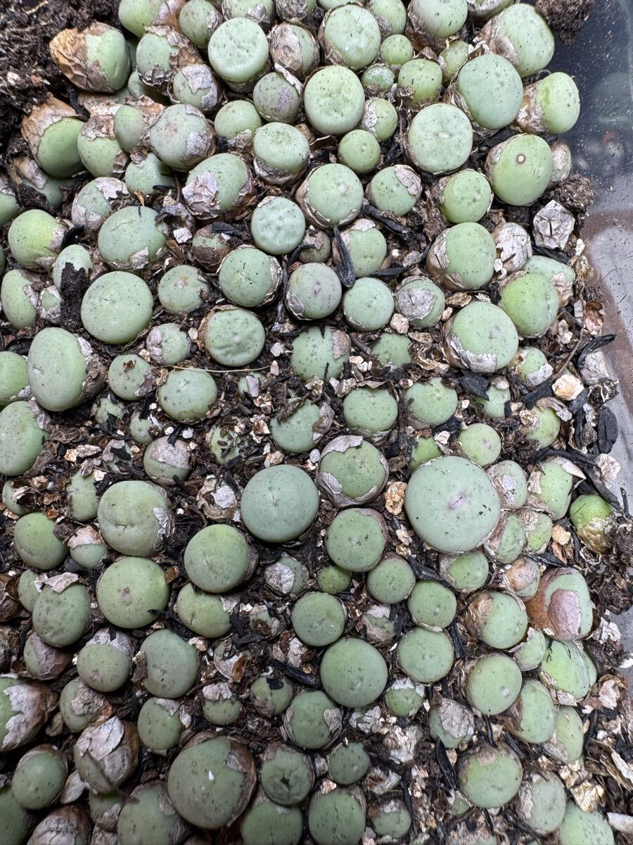 レア 希少 多肉植物 コノフィツム パゲアエ ランダム20苗 ミニ ミニチビ苗 数量限定品拍卖