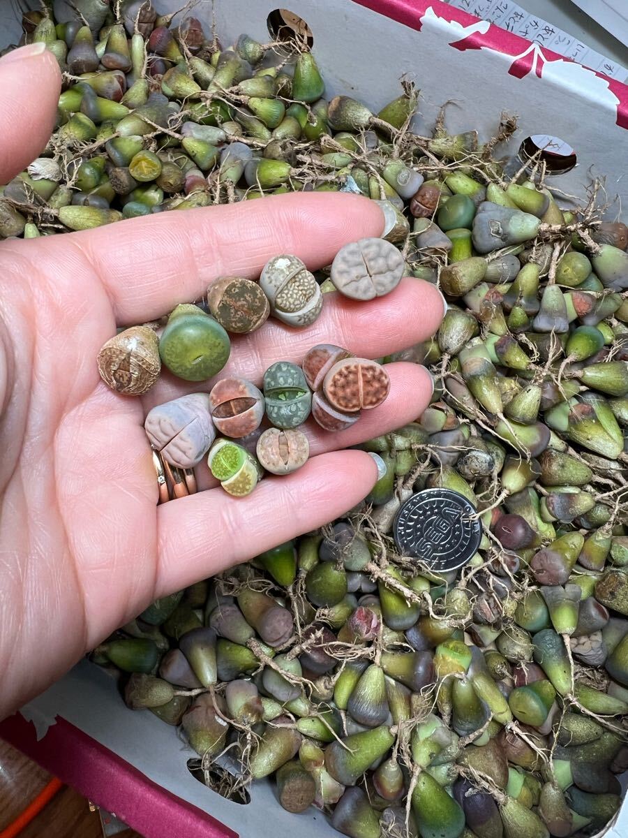 多肉植物 リトープス 中小玉 カラフルセット 35苗 ☆数量限定☆ とても!お得拍卖