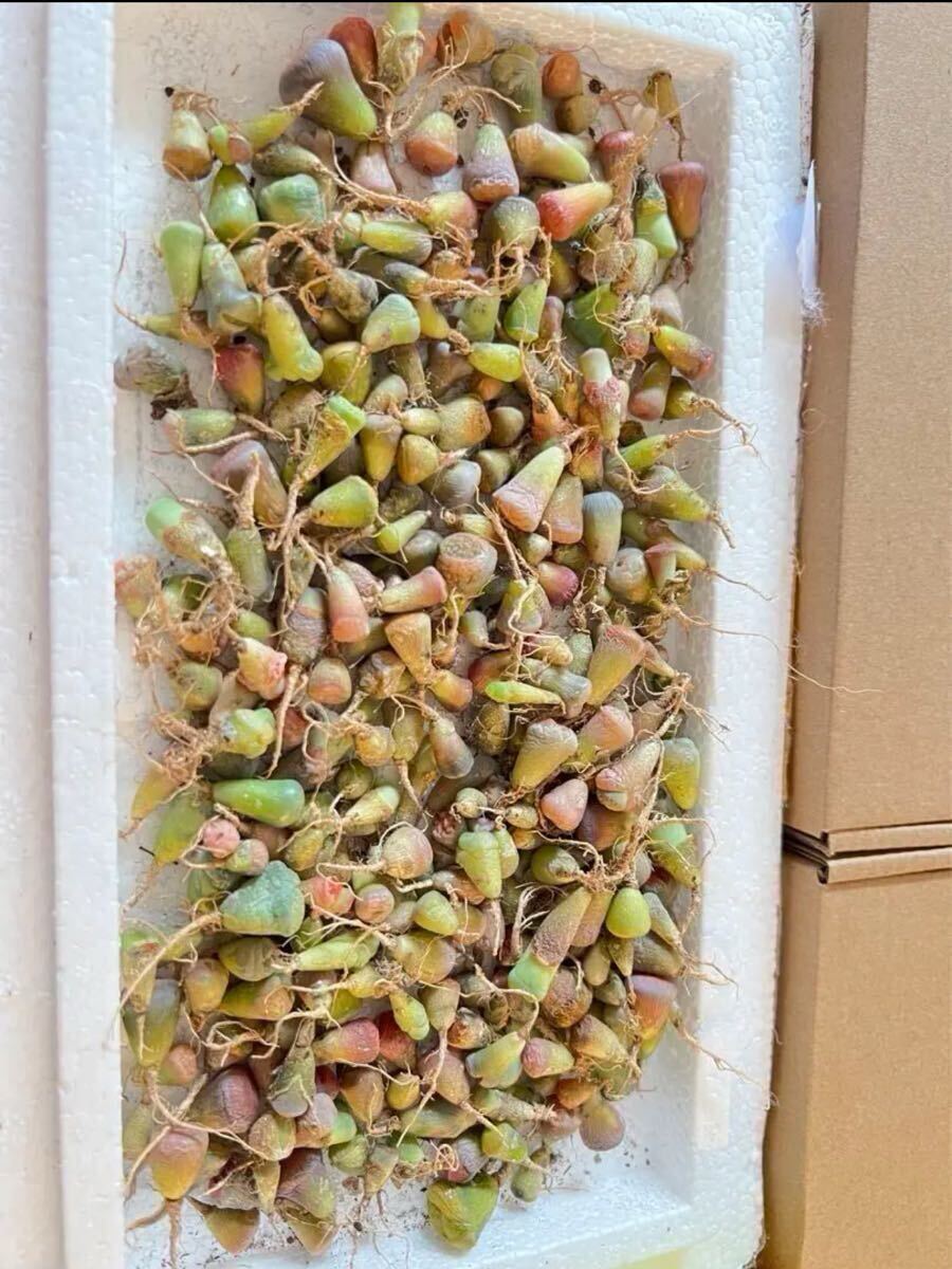 当店☆人気商品☆多肉植物 リトープス カラフルセット 100苗以上 即発送できます拍卖