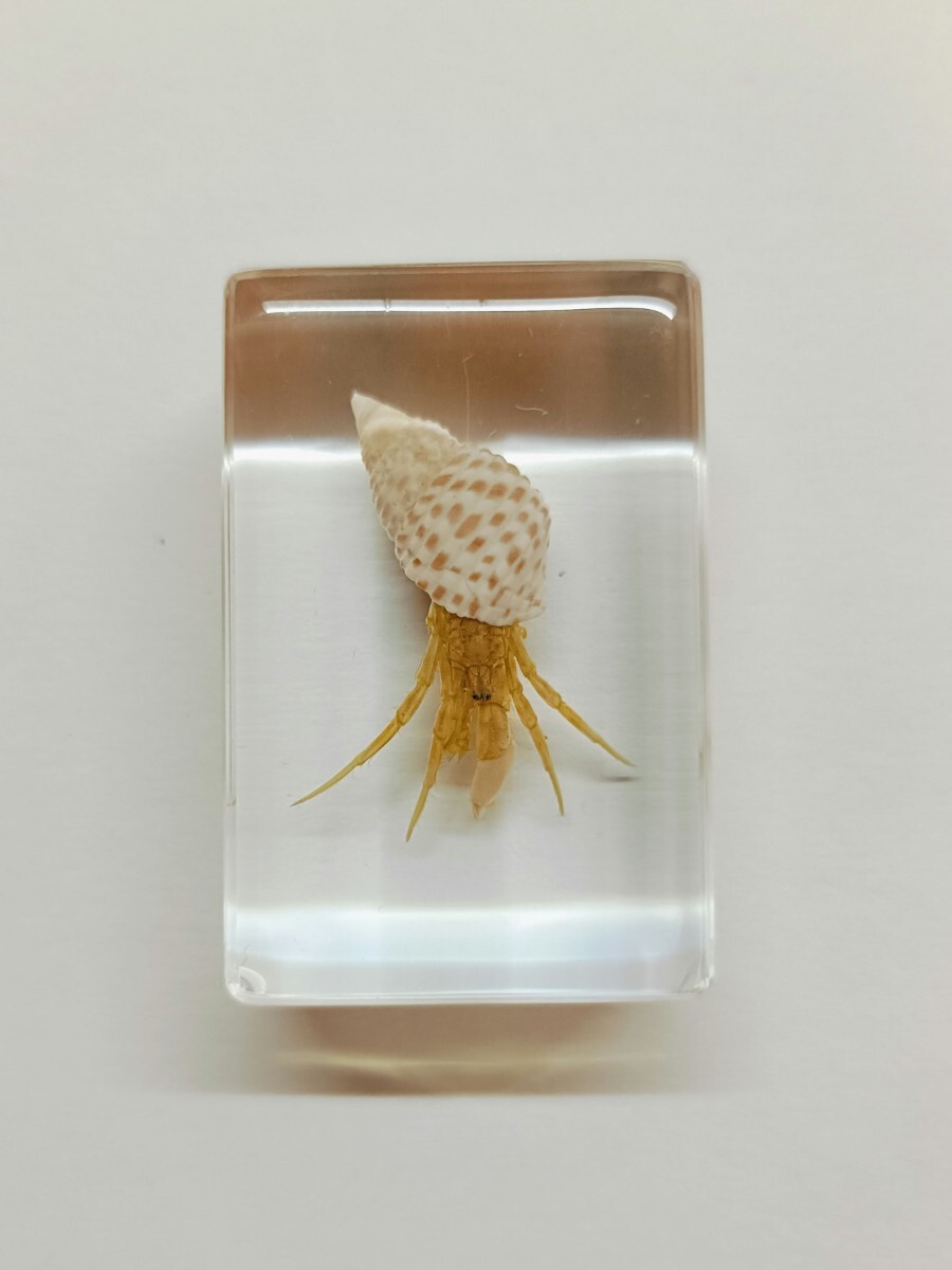 I標本透明樹脂生き物樹脂標本ヤドカリヤドカリ標本 標本拍卖