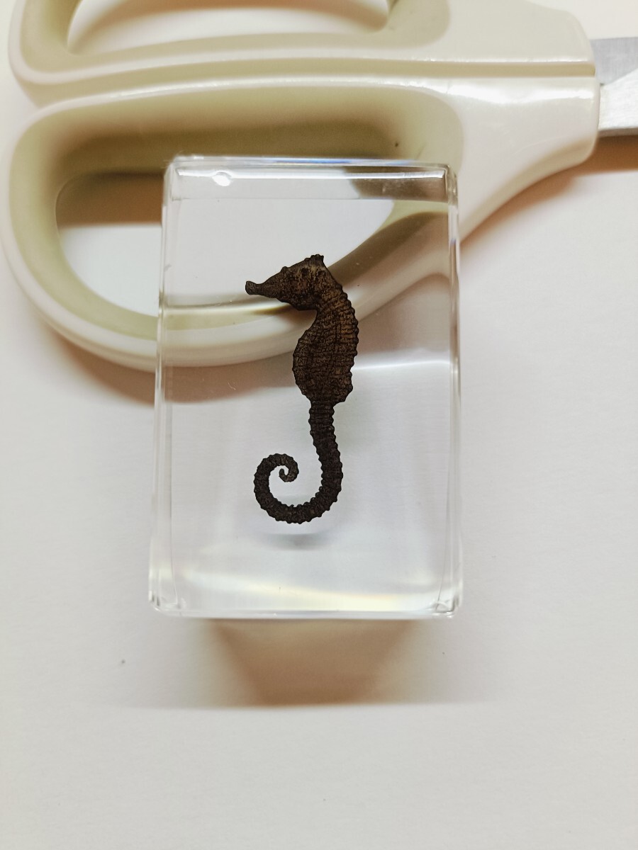 C標本透明樹脂生き物樹脂標本タツノオトシゴシーホース拍卖