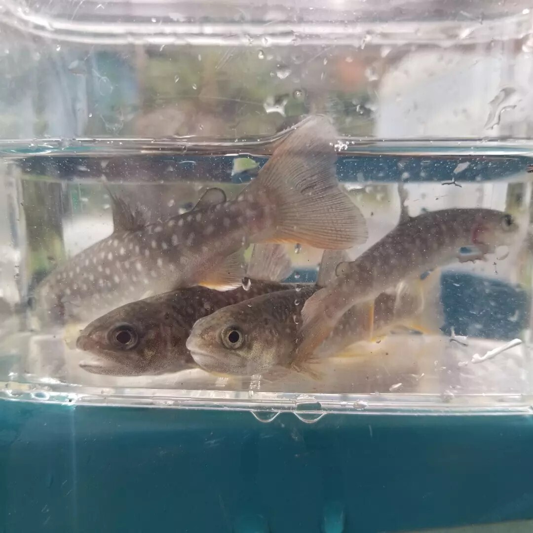 幼魚 ニッコウイワナ 5匹 10cm前後拍卖