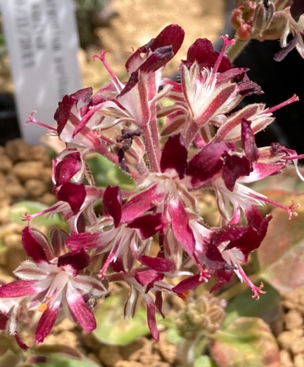 種子20個 ペラルゴニウム SSP アウリツム ワインレッド色花 送料込み拍卖