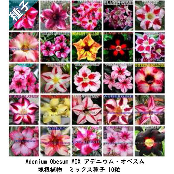多肉植物 塊根植物 種子 種 コーデックス 砂漠の薔薇 キョウチクトウ科 Adenium Obesum 25MIX アデニウム オベスム 25MIX 種子10粒拍卖