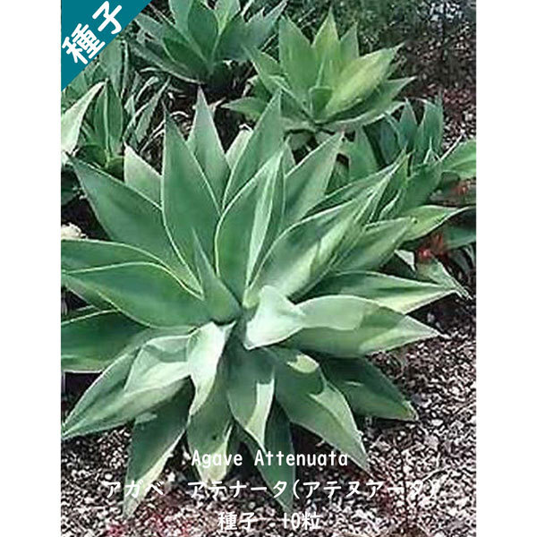 多肉植物 種子 種 アガベ アテナータ Agave Attenuata ツルボラン科 リュウゼツラン属 初緑 種子10粒拍卖