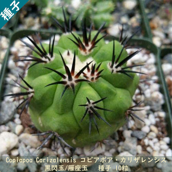 観葉植物 種子 種 Copiapoa Carizalensis コピアポア カリザレンシス 黒閃玉 雁座玉 チリ サボテン 種子10粒拍卖