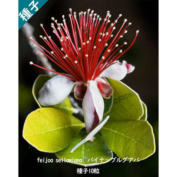 多肉植物 種子 種 フェイジョア/フィジョア Feijoa Sellowiana パイナップルグアバ フトモモ科 種子10粒拍卖