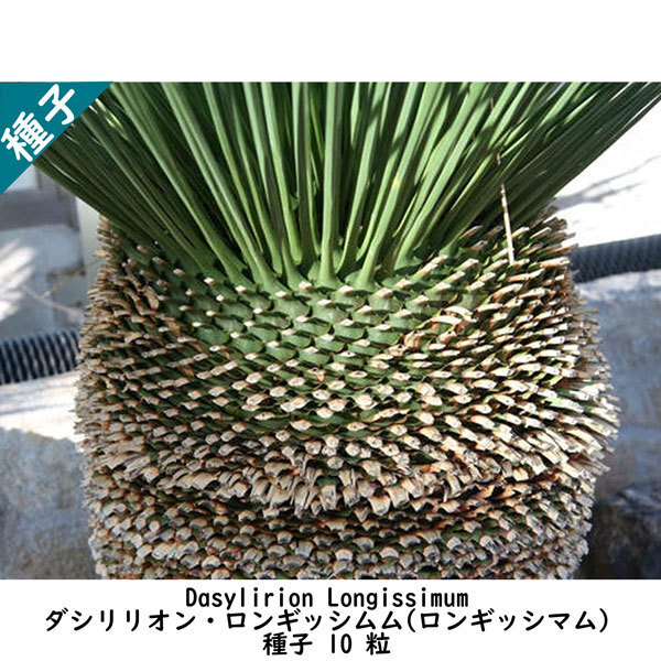 種子 種 Dasylirion Longissimum ダシリリオン ロンギッシムム ロンギッシマム 潅木  種子10粒拍卖