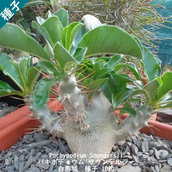 多肉植物 種子 種 Pachypodium Saundersii パキポディウム サウンデルシー 白馬城 種子 10粒拍卖