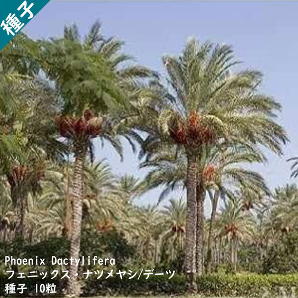 観葉植物 種子 種 Phoenix Dactylifera フェニックス ナツメヤシ デーツ ドライフルーツ ヤシ科 種子10粒拍卖