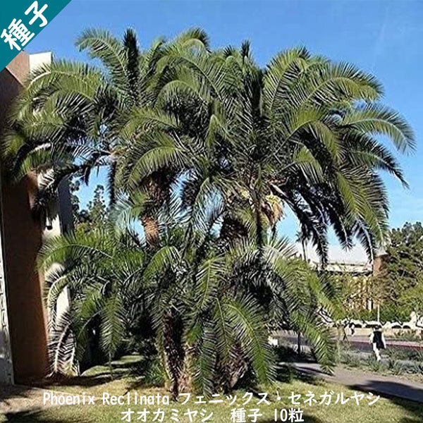 観葉植物 種子 種 Phoenix Reclinata フェニックス セネガルヤシ オオカミヤシ ナツメヤシ属 種子10粒拍卖