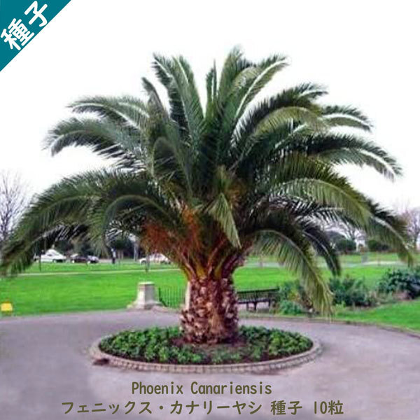観葉植物 種子 種 Phoenix Canariensis フェニックス カナリーヤシ カナリア諸島 ヤシ科 種子10粒拍卖