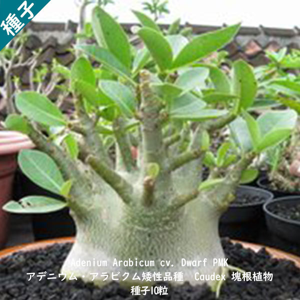 多肉植物 塊根植物 種子 種 キョウチクトウ科 矮性品種 Adenium Arabicum Dwarf PMK アデニウム アラビクム ドワーフ PMK 種子10粒拍卖