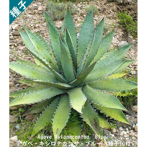 多肉植物 種子 種 酒呑童子 ツルボラン科 リュウゼツラン属 Agave Xylonacantha `Blue` アガベ キシロナカンサ ブルー 種子10粒拍卖