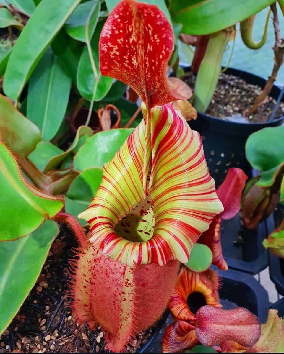 種子10粒 ネペンテス ビーチー バリオ×キャンディドリームNepenthes veitchii (Bario(PE,2019) x 'Candy Dreams')拍卖