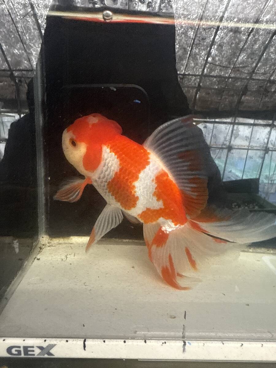 ☆☆更紗オランダ獅子頭☆☆約16cm拍卖