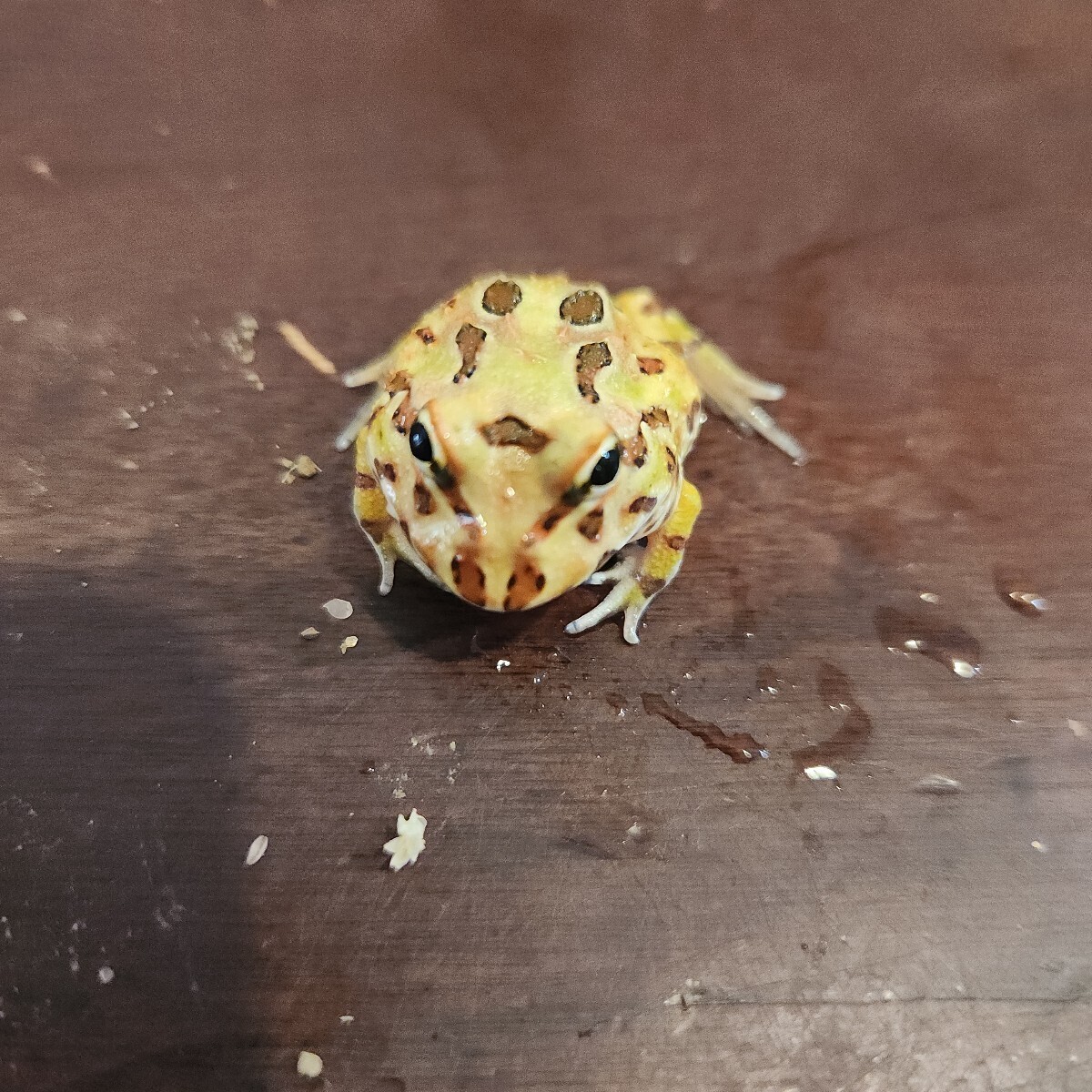 クランウェルツノガエル ちょっと変わったグリーン★拍卖