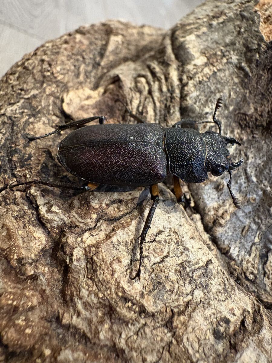 エラフスホソアカクワガタ 未食済 CBF1 ♀30㎜単品 拍卖