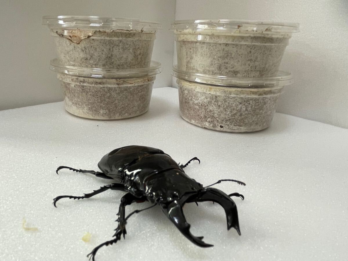 《おすすめ》タランドゥス大型血統初令幼虫4頭 その3拍卖