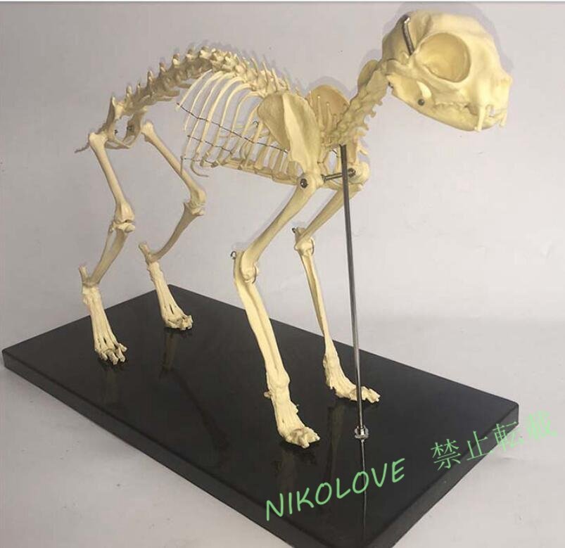 解剖学モデルペットの猫の骨の動物の骨格標本の解剖学獣医学教育のデモンストレーションツール動物スケルトンスケルトン小さな動物の猫拍卖