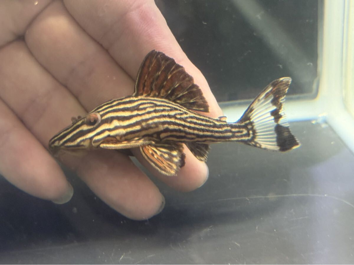 プラチナロイヤルプレコ No.5 個体販売 シングー川産  ロイヤルプレコ サンダーロイヤル グリーンロイヤル 拍卖