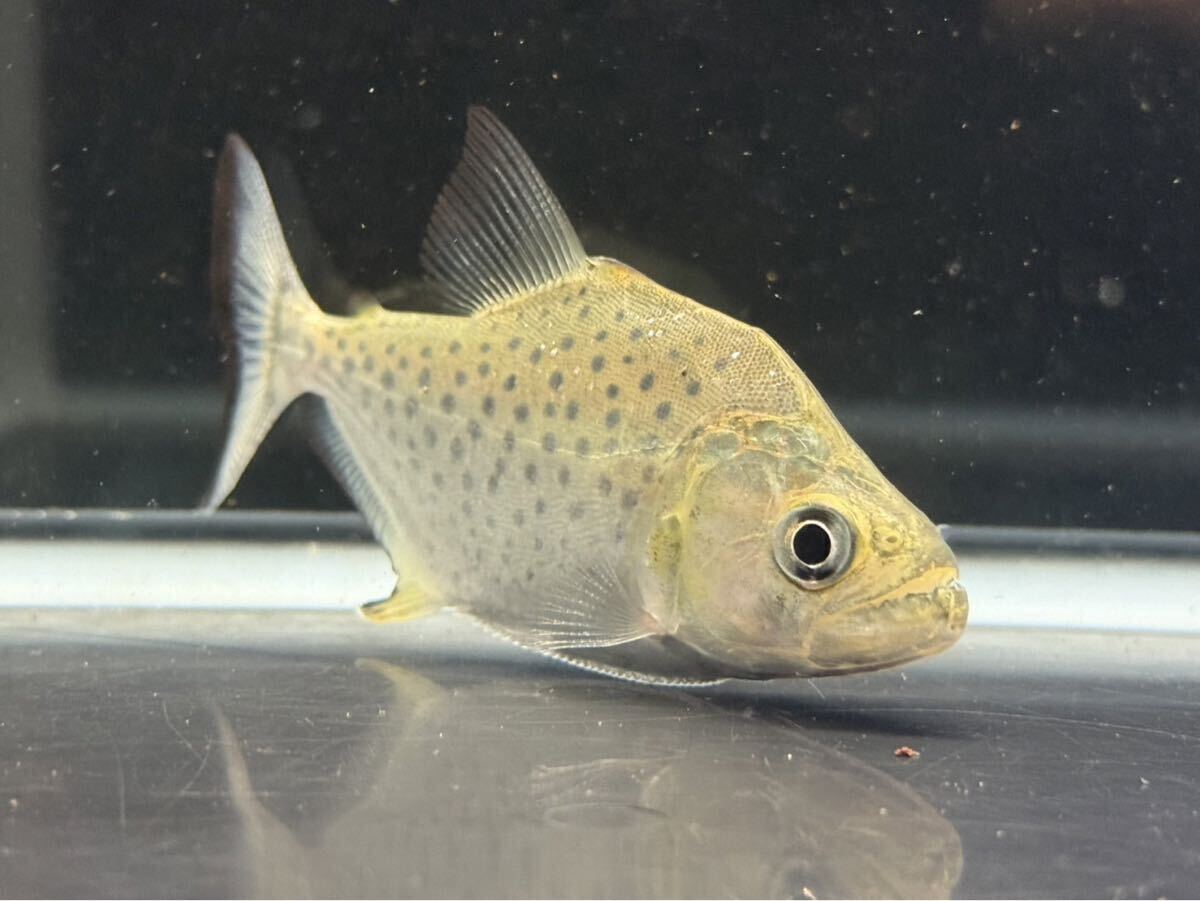 ブラックピラニア No.3 ペルー産 ワイルド個体 肉食魚 個体販売拍卖