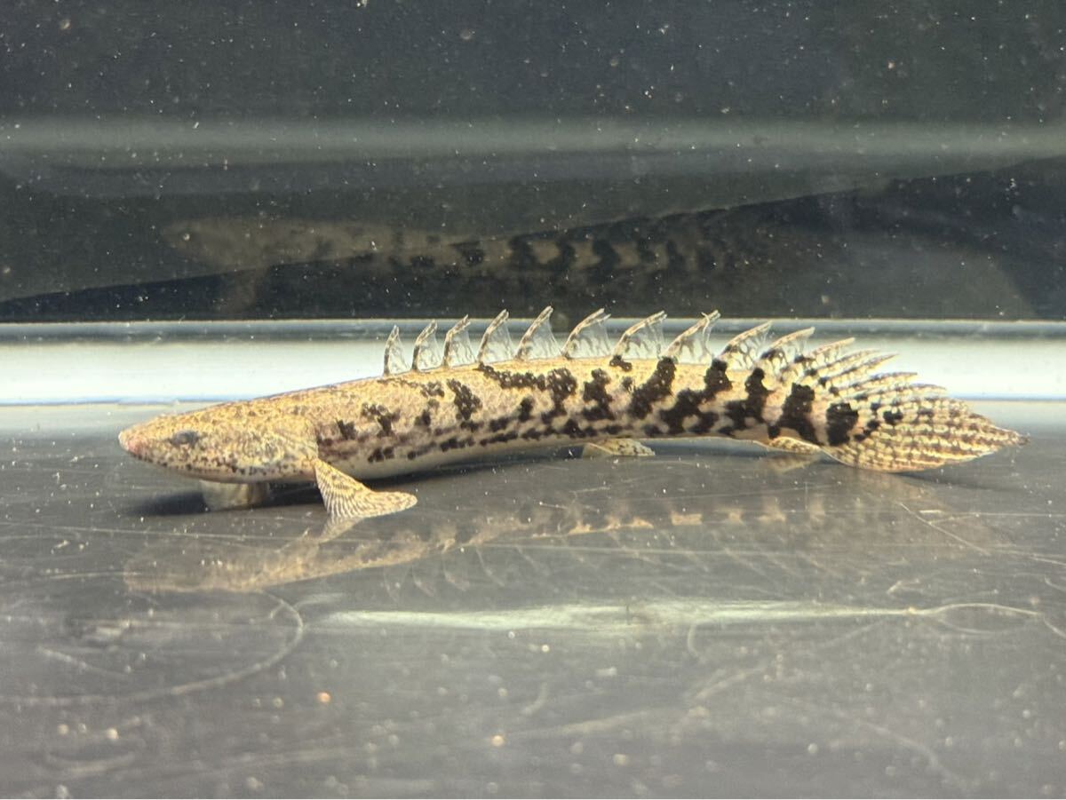 ポリプテルス デルヘジィ No.5 肉食魚 個体販売 拍卖