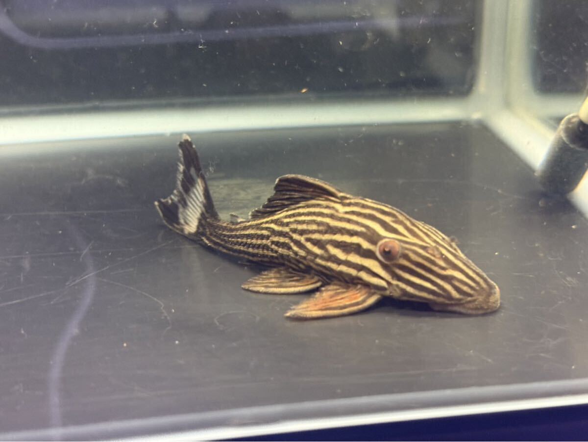 プラチナロイヤルプレコ No.2 個体販売 シングー川産  ロイヤルプレコ サンダーロイヤル グリーンロイヤル 拍卖