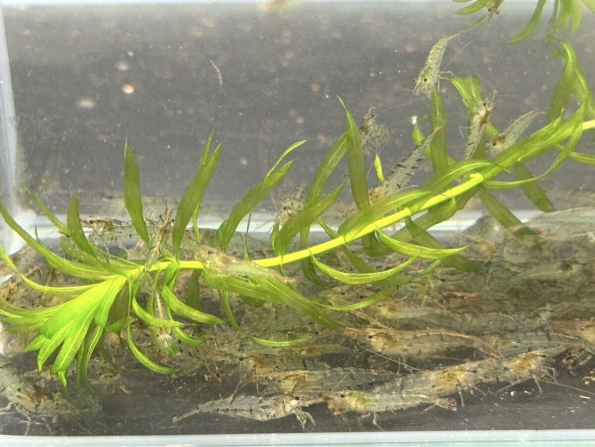 ミナミヌマエビ 50匹 南沼海老 苔対策 苔取り生体 餌海老 エサエビ拍卖