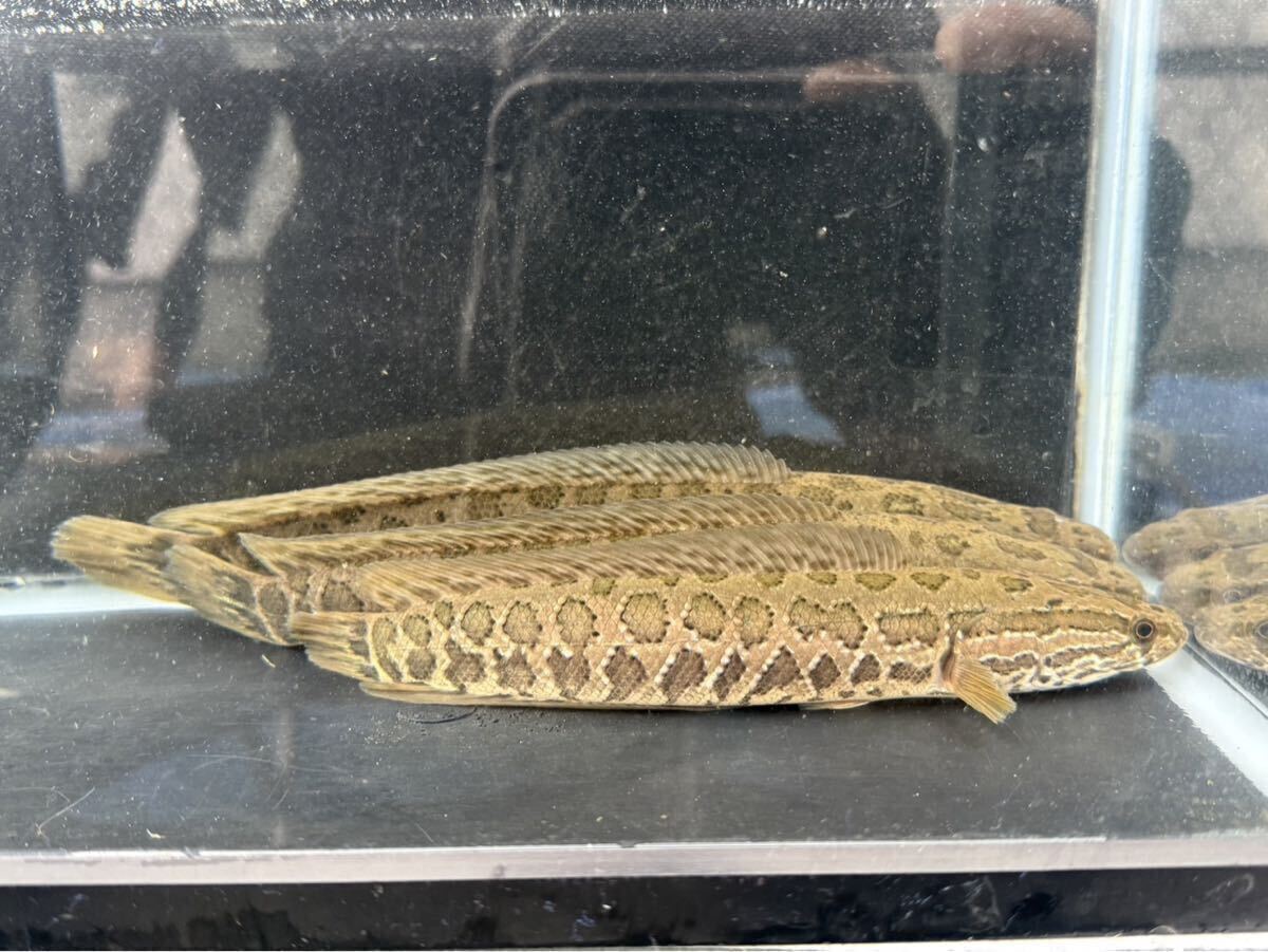 雷魚 1匹 20~23㌢ ライギョ カムルチー スネークヘッド 川魚 餌用川魚 拍卖