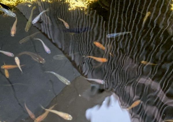 ★いろいろミックスメダカ 30匹★現物出品★おまけ付★★拍卖